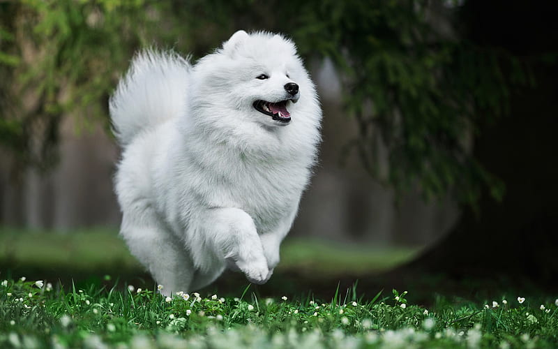 Samoyed, forest, white dog, summer, cute animals, furry dog, dogs, pets, Samoyed Dog, HD wallpaper