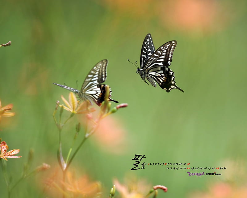 Swallowtail butterflies, garden, flowers, butterflies, swallowtail, HD wallpaper