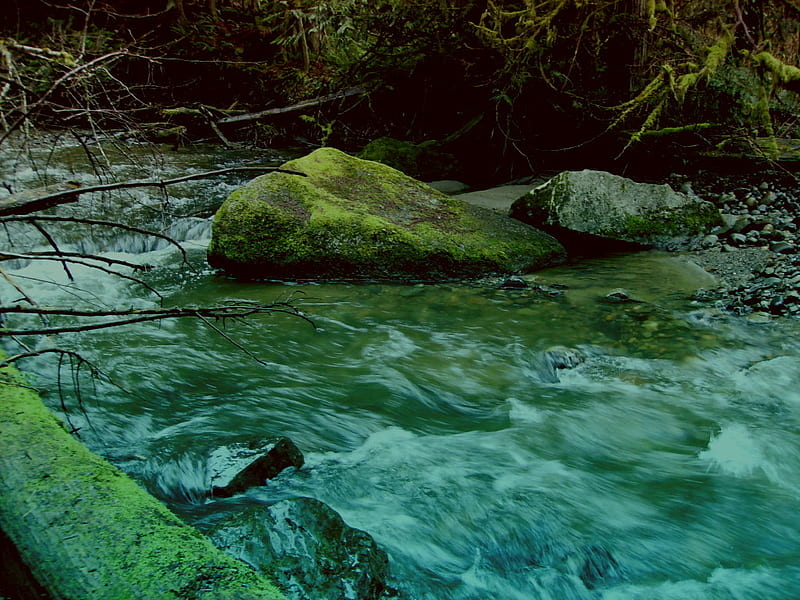 Flowing Water, stream, flowing, pacific northwest, arroyo, bellingham, HD wallpaper