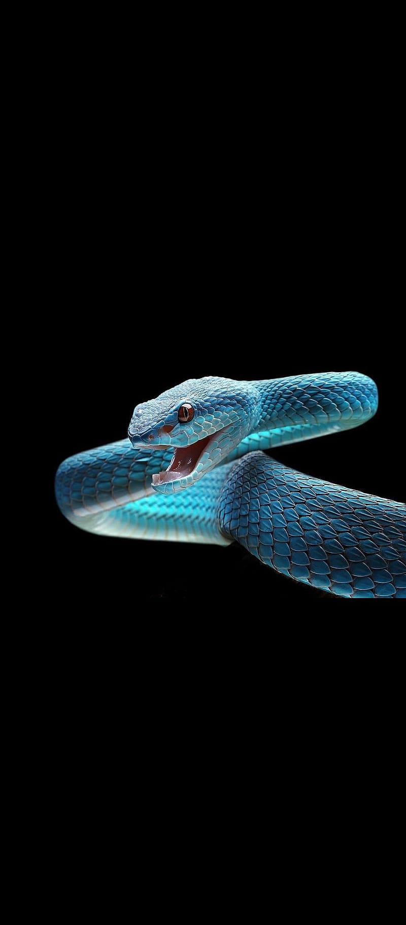 Blue Snake, neon, HD phone wallpaper