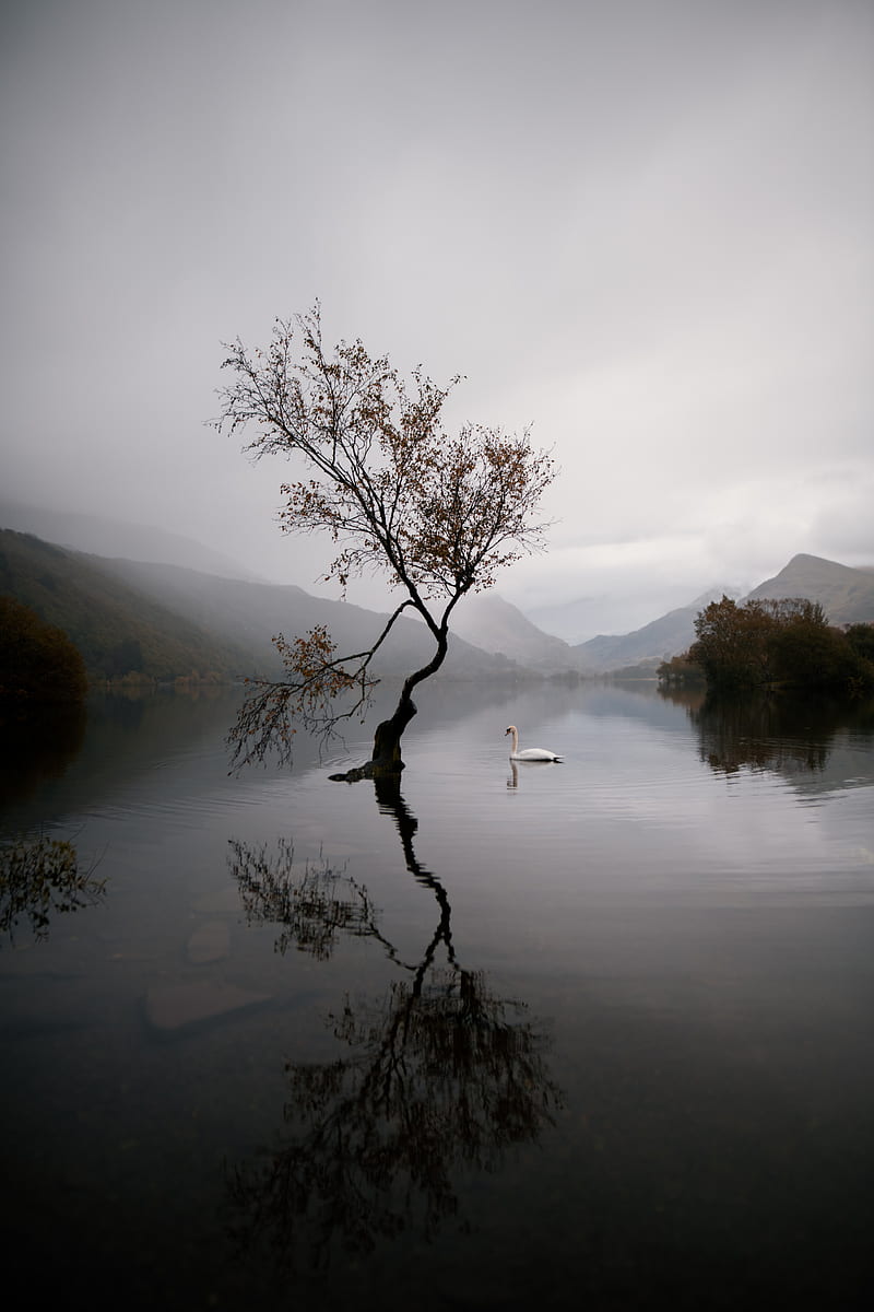 lake, swan, autumn, HD phone wallpaper