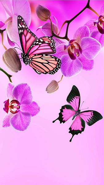 Pink Orchids, orchids, exotic, bokeh, flowers, butterflies, pink ...