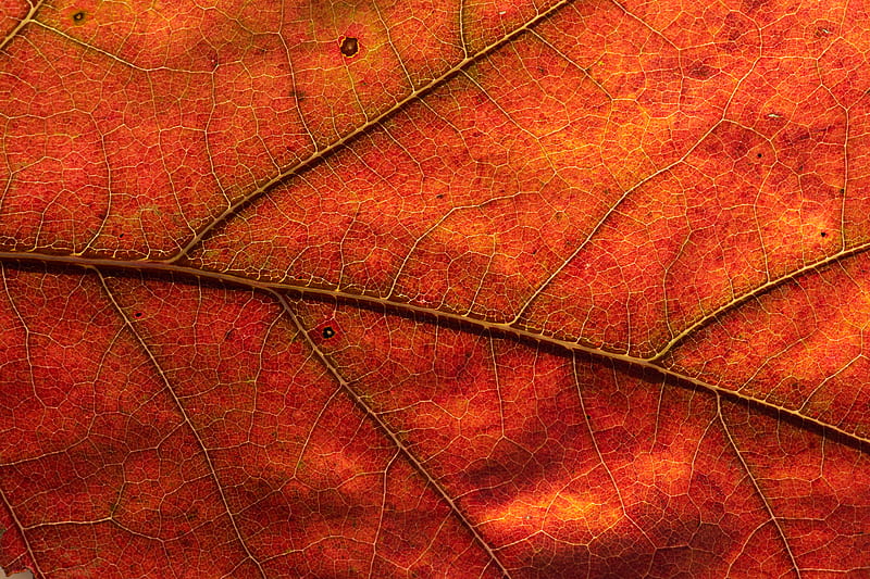 Brown leaf, HD wallpaper | Peakpx