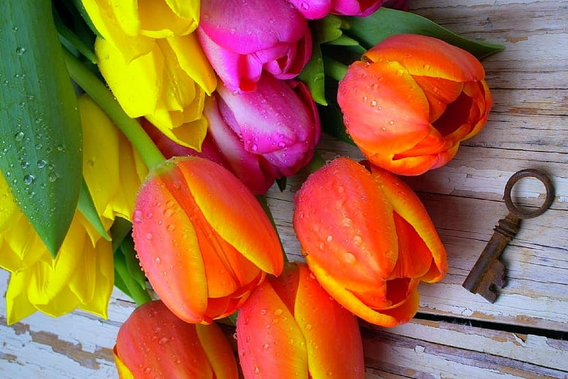 ✿⊱•╮Tulips & Old Key╭•⊰✿, lovely still life, graphy, flowers, colors, love four seasons, nature, tulips, key, HD wallpaper