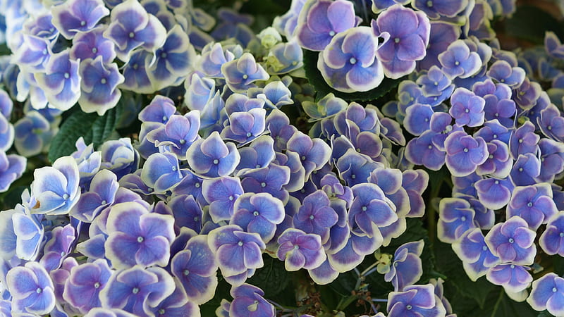 Hydrangea, Purple, Wistaria, White, Hydrangeaceae, 3840x2160 Hydrangea macrophylla, flowers, Azisai, Blue, Flower, HD wallpaper