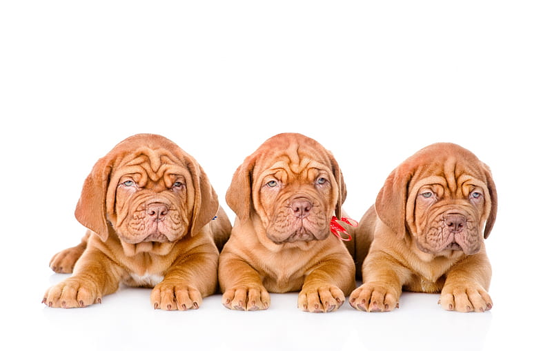 Puppies, brown, caine, animal, cute, dogue de bordeaux, trio, white, puppy, dog, HD wallpaper