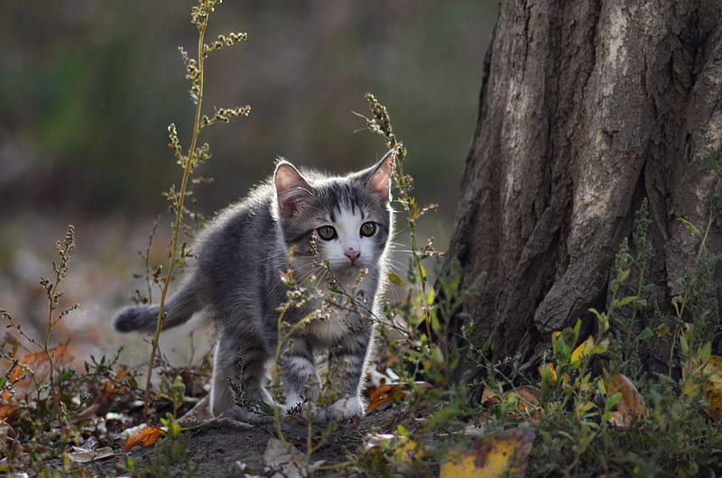 Curious Kitty, forest, nature, trees, kitten, excursion, HD wallpaper