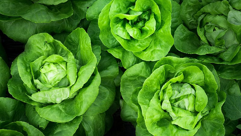 Food, Vegetable, Lettuce, HD wallpaper