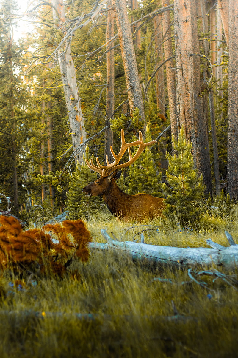 deer, antlers, animal, forest, trees, HD phone wallpaper