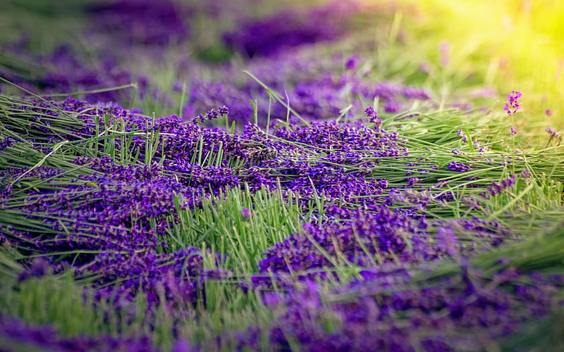 lavender, purple flowers, wildflowers, harvest, HD wallpaper