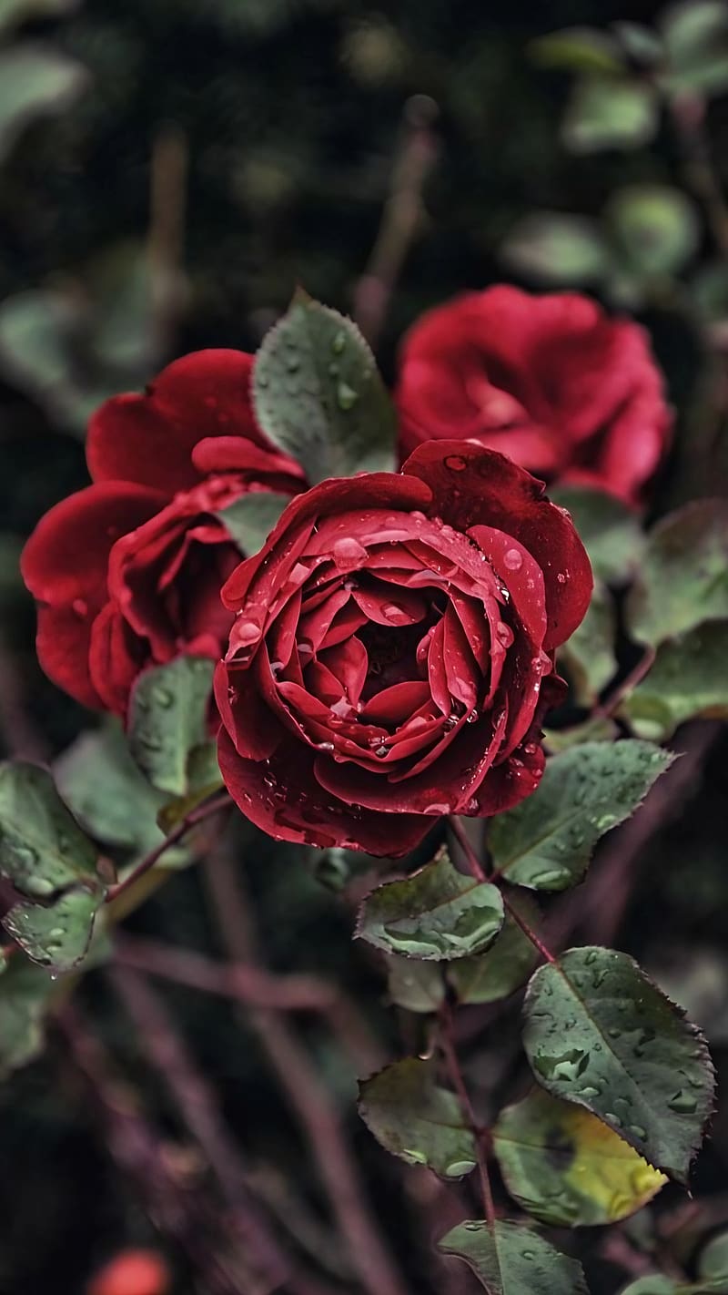 Gulab Ke Phool Ka, red rose, red, rose, flower, HD phone wallpaper
