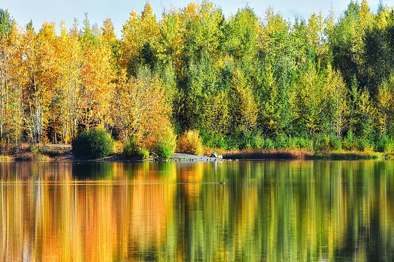 Quiet Reflection, forest, colorful, autumn, trees, lake, wilderness, tranquil, calm, nature, reflection, HD wallpaper