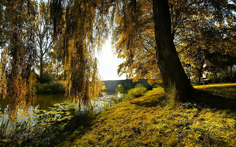 Old Willow, water, brige, willow, sunny, river, old, HD wallpaper