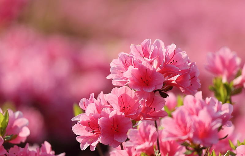 Azalea, flower, Pink, sunlight, HD wallpaper | Peakpx