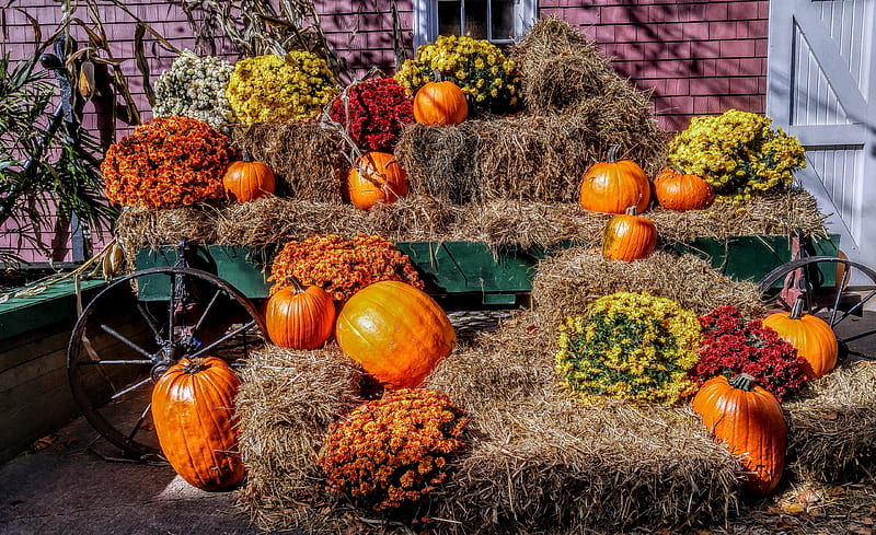 Autumn Splendor, fall, pumpkins, halloween, pumpkin, flowers, scenes, nature, leaves, screen, HD wallpaper