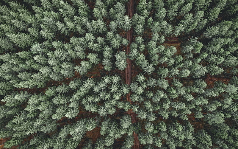 green forest, aerial view, spruce forest, view from above, road in the forest, HD wallpaper