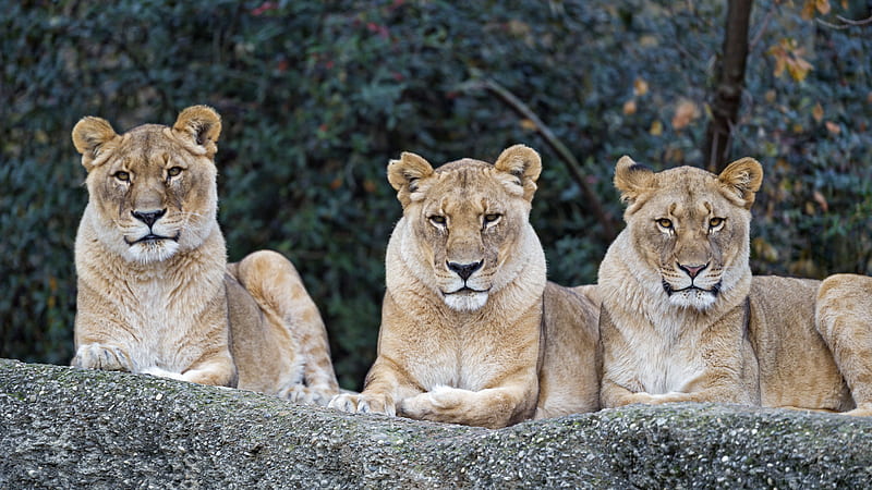 lioness, big cat, predator, glance, HD wallpaper