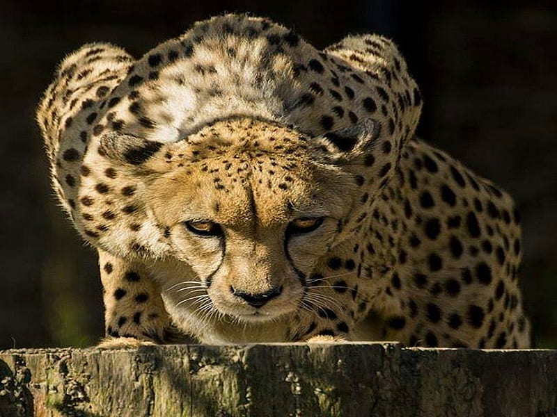 Ready, cheetah, cat, pounce, hunter, HD wallpaper