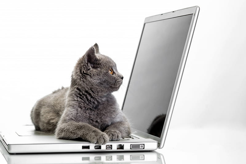 Kitten, cat, laptop, animal, cute, gris, computer, funny, white, pisica, HD  wallpaper | Peakpx