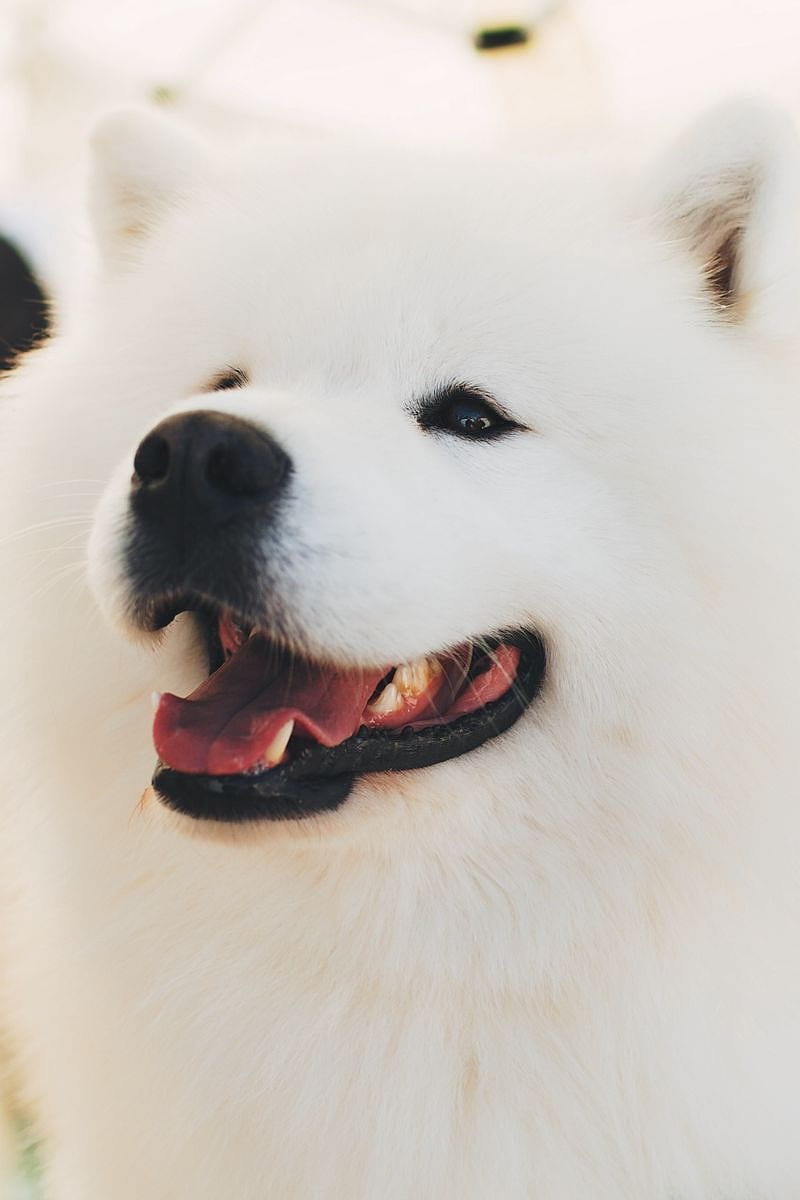 Samoyed Dog, White, Fluffy, Cute Iphone 4s 4 For Parallax Background, HD phone wallpaper