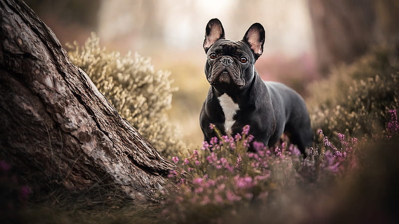 Black French Bulldog In Flowers Background Dog, HD wallpaper