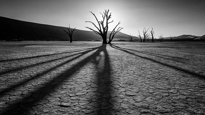 desert shadows in black and white, tree, desert, drought, black and white, shadows, HD wallpaper