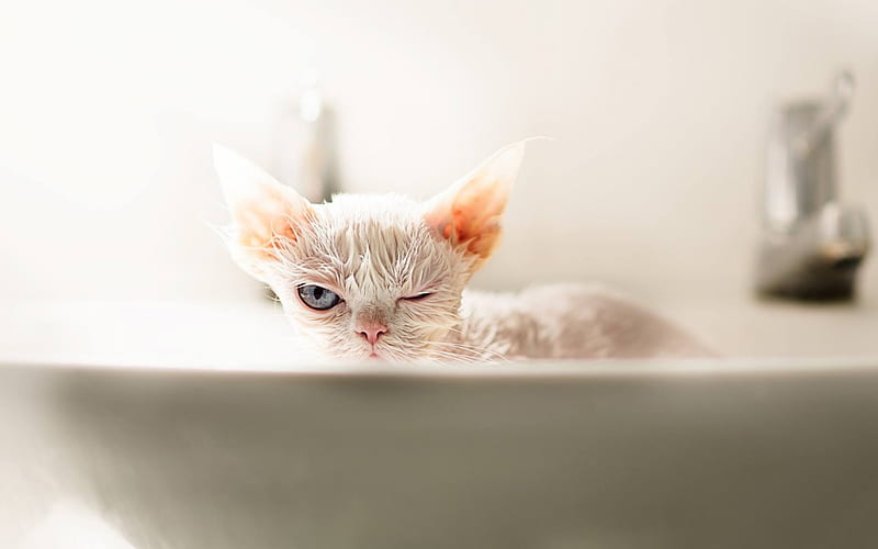 Devon Rex, white wet cat, big gray eyes, pets, cat breeds, bathing, HD wallpaper