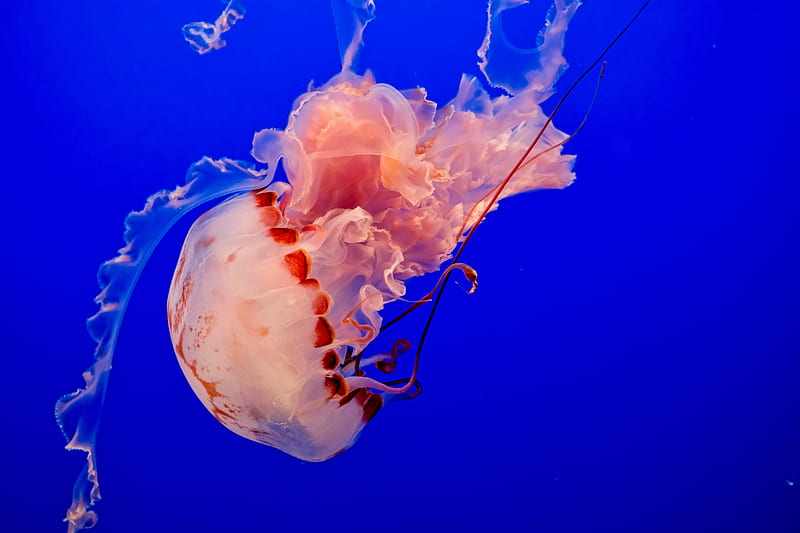 jellyfish, underwater world, tentacles, ocean, swim, blue, HD wallpaper