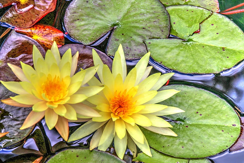 Waterlilies, pond, leaves, water, yellow, petals, HD wallpaper