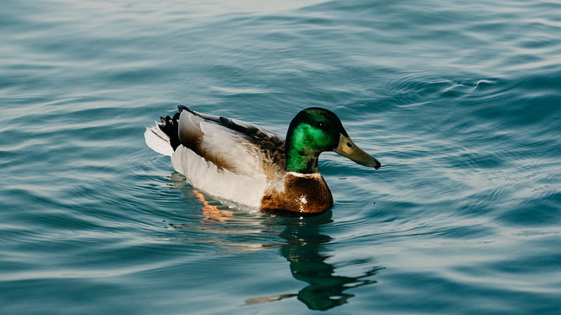 Duck Bird Floating On Water Birds, HD wallpaper | Peakpx