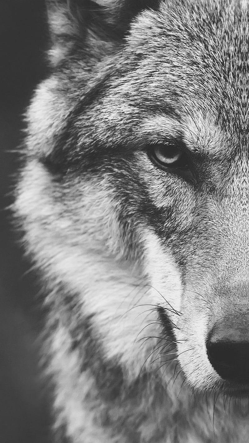 bozkurt, wolf, wolfs, HD phone wallpaper