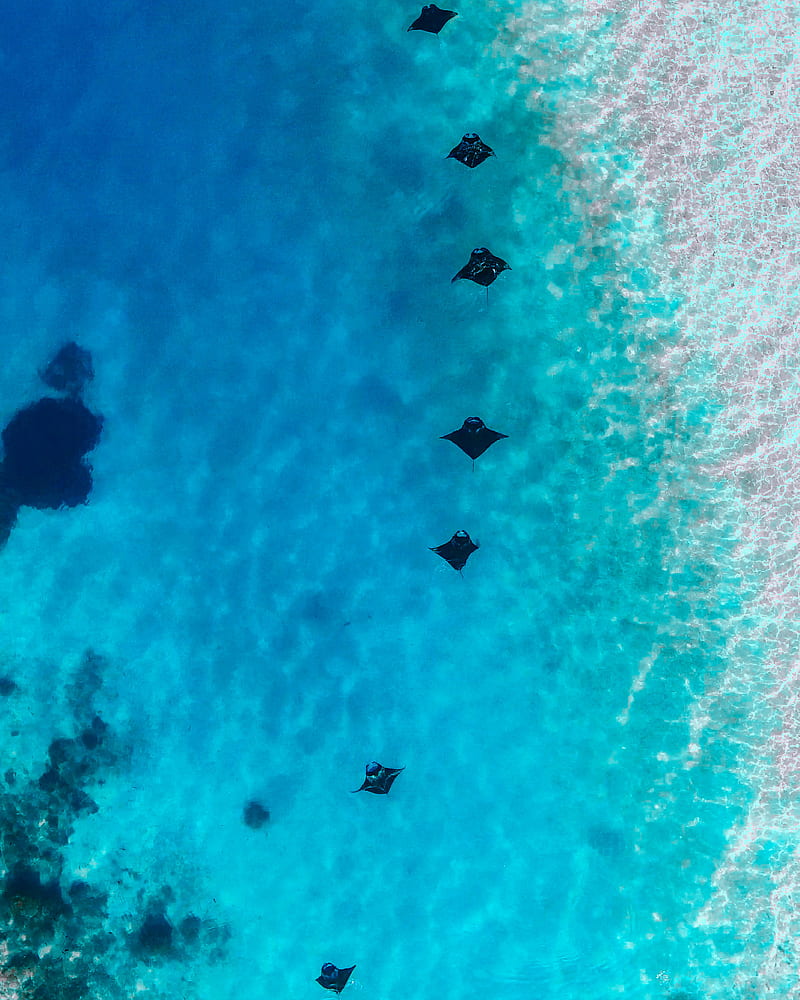 manta rays, drone, drone ocean, fish, hanifaru bay, maldives, mantaray, ocean, HD phone wallpaper