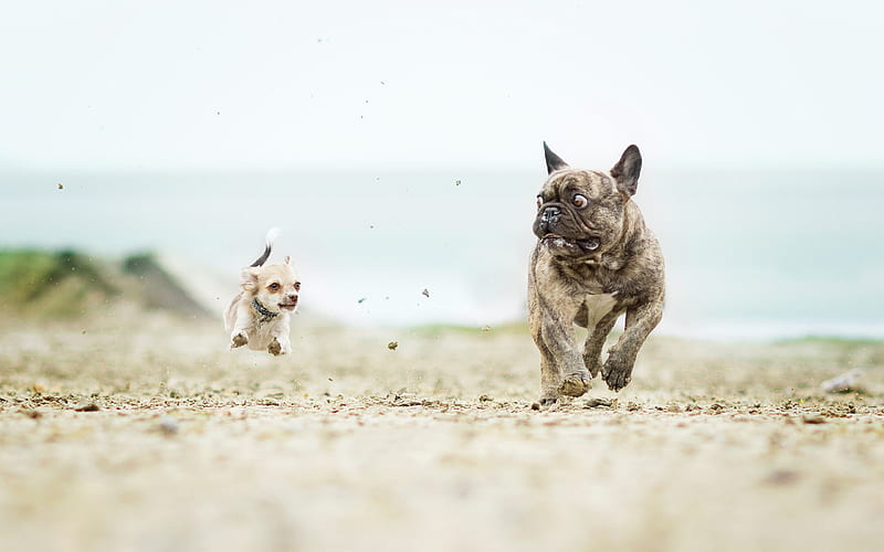 Chihuahua, french bulldog, funny animals, running dogs, levitation, dogs, HD wallpaper