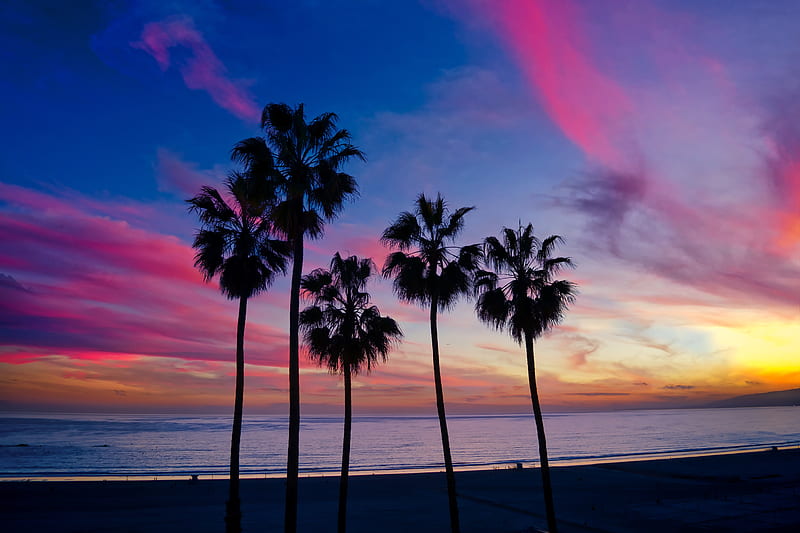 palm trees, sunset, silhouette, horizon, HD wallpaper