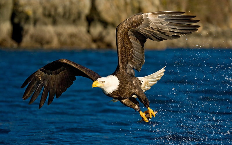 águila, alas, garras, volando, Fondo de pantalla HD | Peakpx