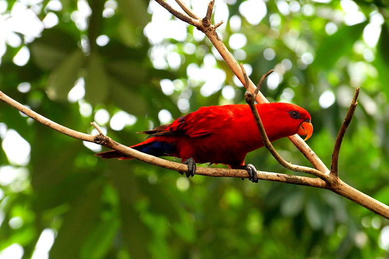 Red Lory, red, parrot, lory, bird, HD wallpaper