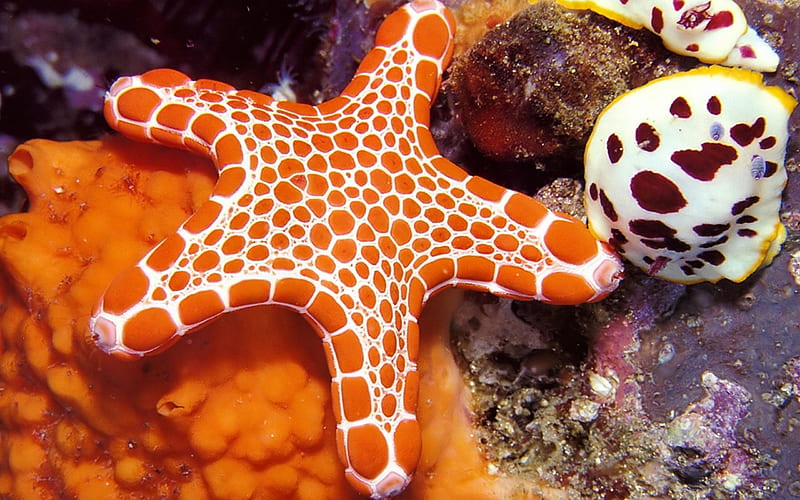 Orange-White Starfish, oceans, nature, sealife, starfish, coral reefs, HD wallpaper