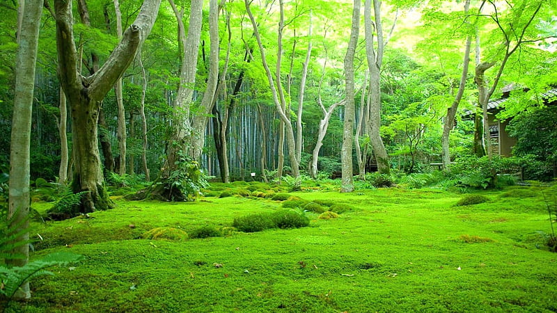 Greenery Beautiful Scenery Green Trees Background Forest Nature Scenery, HD wallpaper