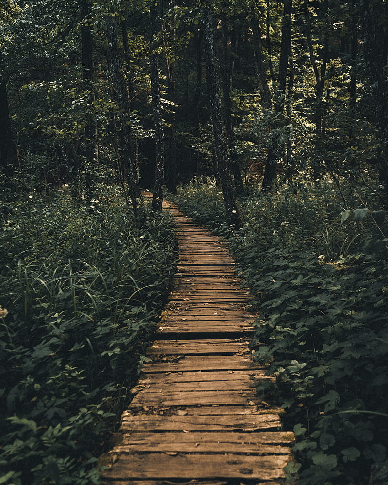 path, forest, wooden, HD phone wallpaper