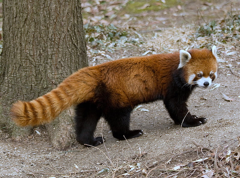 small red panda, fuzzy, black, legs, tail, HD wallpaper