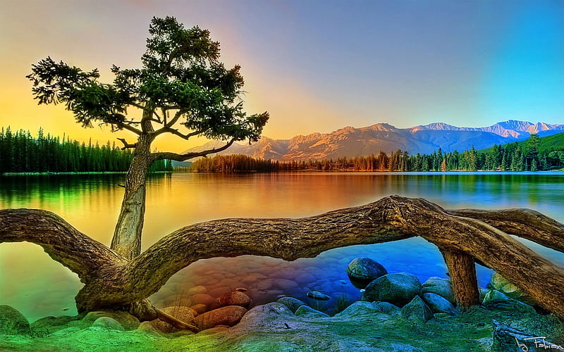 Tarantula Tree and Custom Color, rocks, grass, stones, gold, multicolor, creeks, wood, custom, limpid, purple, violet, tarantula, border ambar, bronze, rainbow, leaves, roots, green, amber, blue, lakes, customized, aurora, maroon, tree, nature, reflected, branches, hr, high resolution, high definition, manipulation, yellow, multi-colored, forests, rivers, islands, golden, trees, lagoons, water, fabian, colorful, brown, gray, aurora australis, dreams, laguna, trunks, graphy, grasslands, moss, grove, mirror, aurora borealis, pink clear, transparent, line, colors, leaf, plants, colours, reflections, natural, HD wallpaper