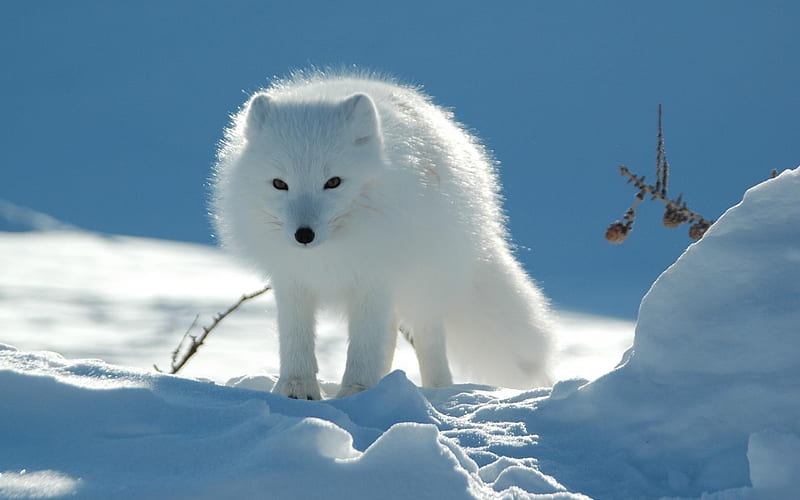 polar fox-Animal, HD wallpaper