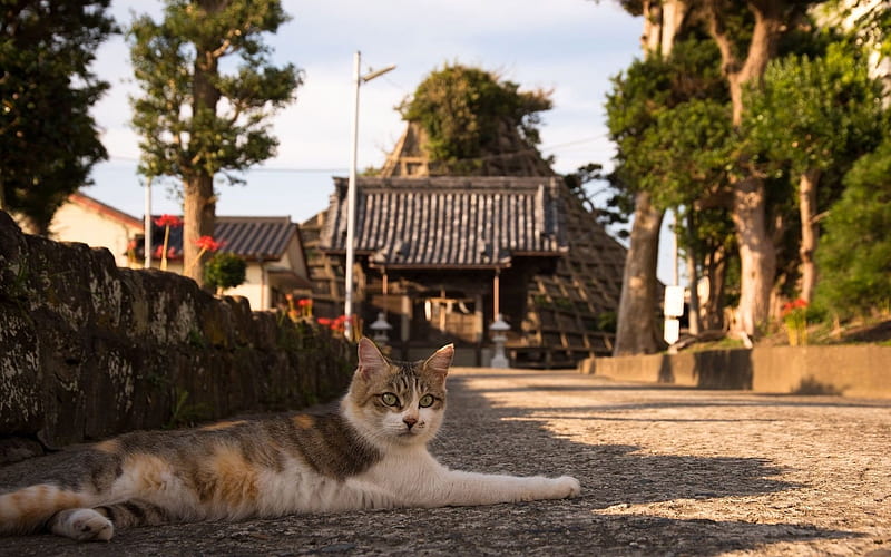 japan, street, cat resting, HD wallpaper