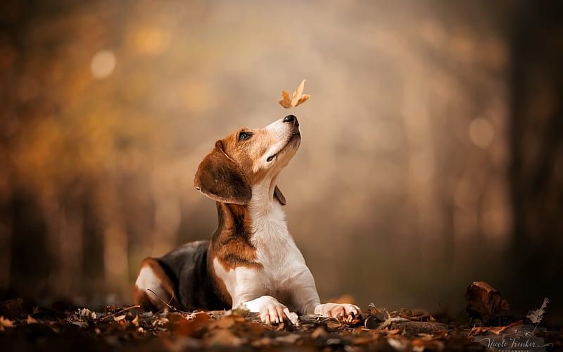 Beagle autumn leaf graphy dogs Animal P . Cute dog, Dog graph