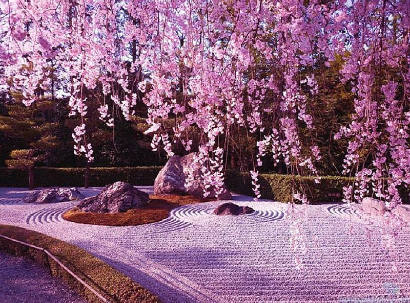 Zen Garden, sakura, japan, japanese, zen, garden, cherry blossom, HD wallpaper