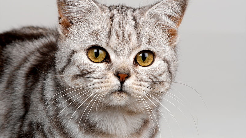 Cute Cat, cats, pets, little, gatito, cat, hermoso, mascota, ojos whiskers, bigotes, HD wallpaper