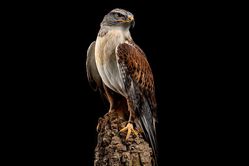 Red Tailed Hawk, Hawk, Birds Rare Gallery, Black Hawk Bird, HD wallpaper |  Peakpx