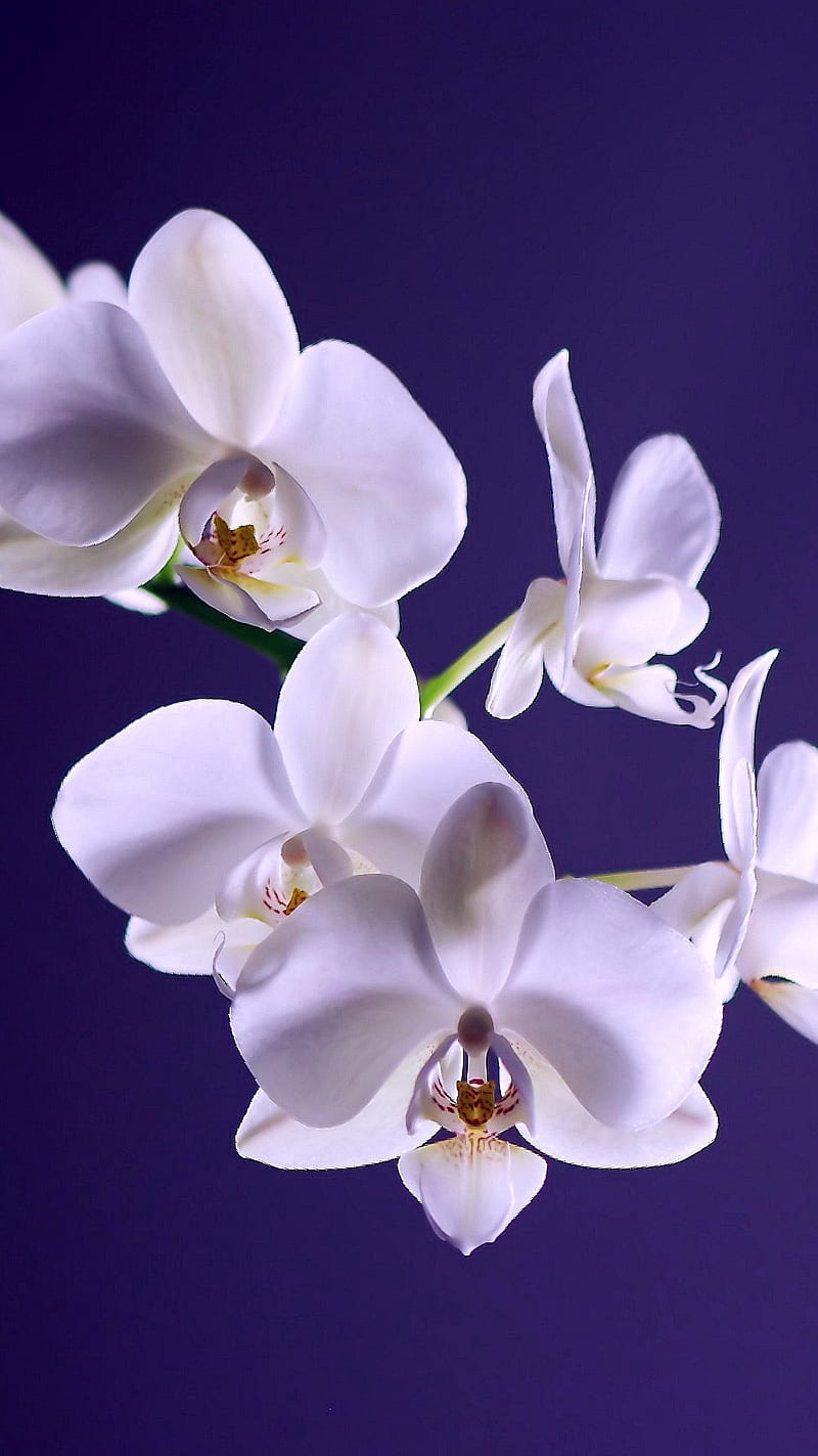 Beautiful flower , nature, HD phone wallpaper