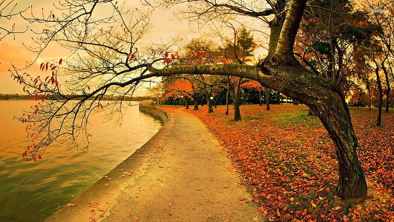 Riverside in the park, Tree, Park, Autumn, River, HD wallpaper | Peakpx