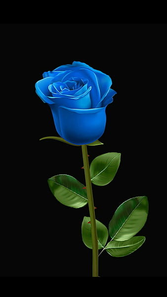 HD blue rose wallpapers | Peakpx
